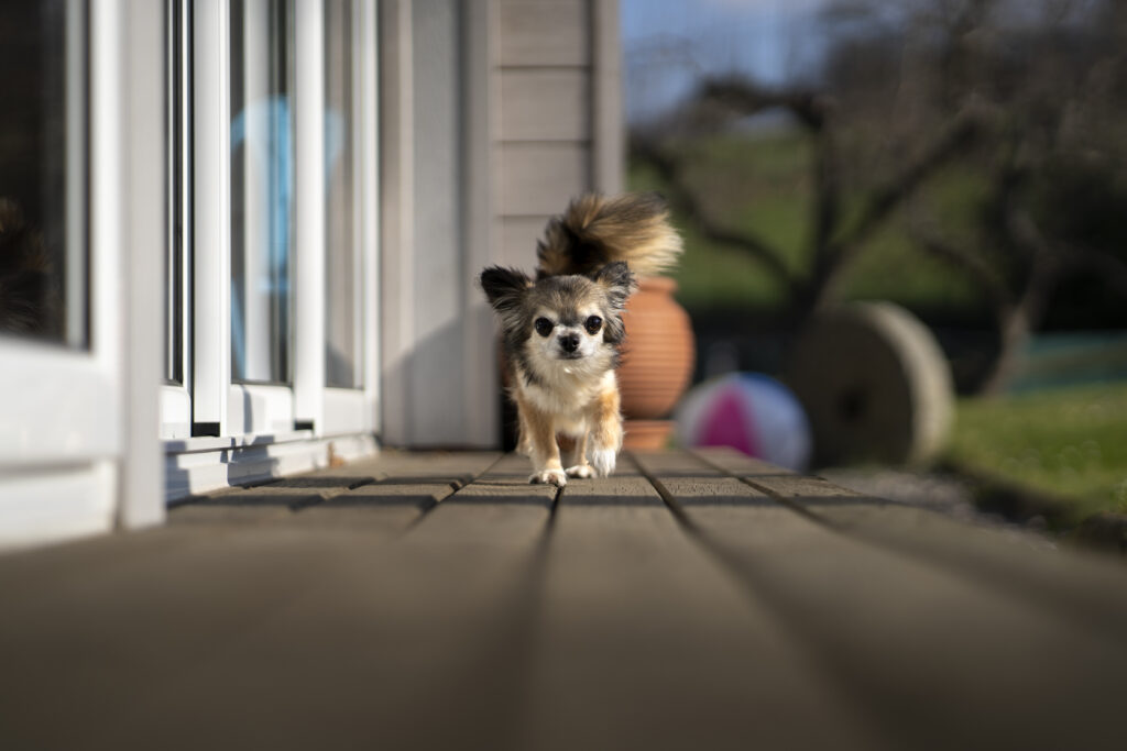cute chihuahua dog spending time outdoors